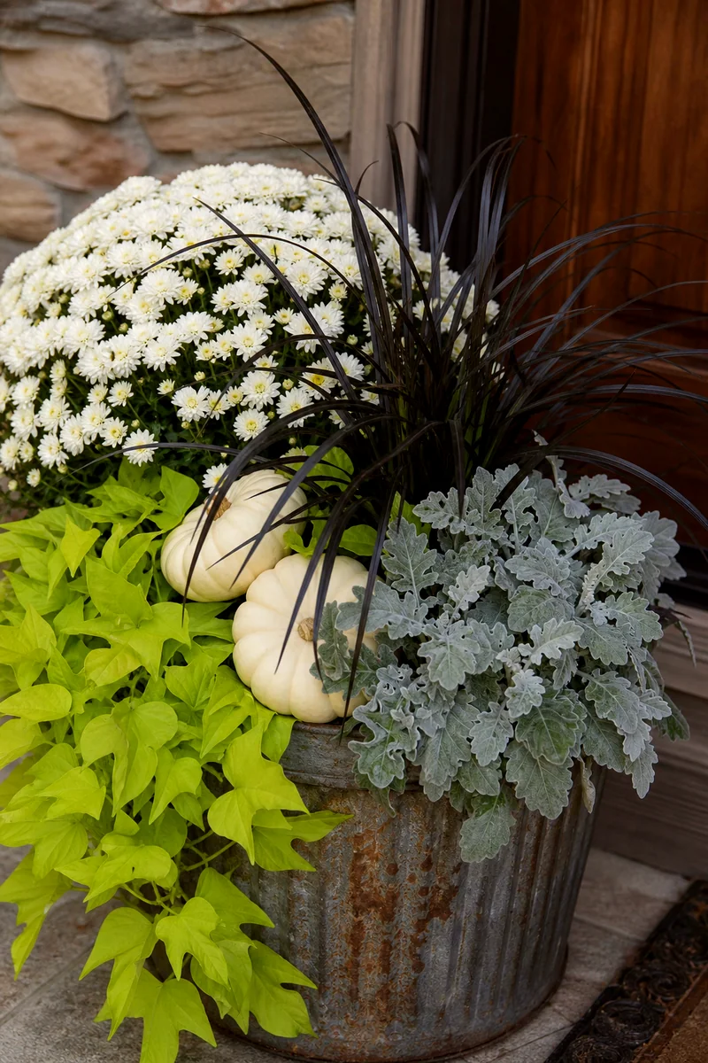 Black Mondo Grass for Dark Fall Contrast Nearly black mondo grass contrasted with white mums, silver foliage, and pale pumpkins