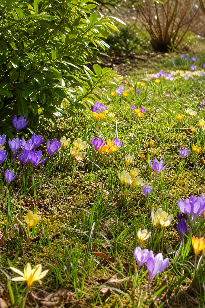 Small botanical crocuses spreading through sunny grass under shrubs
