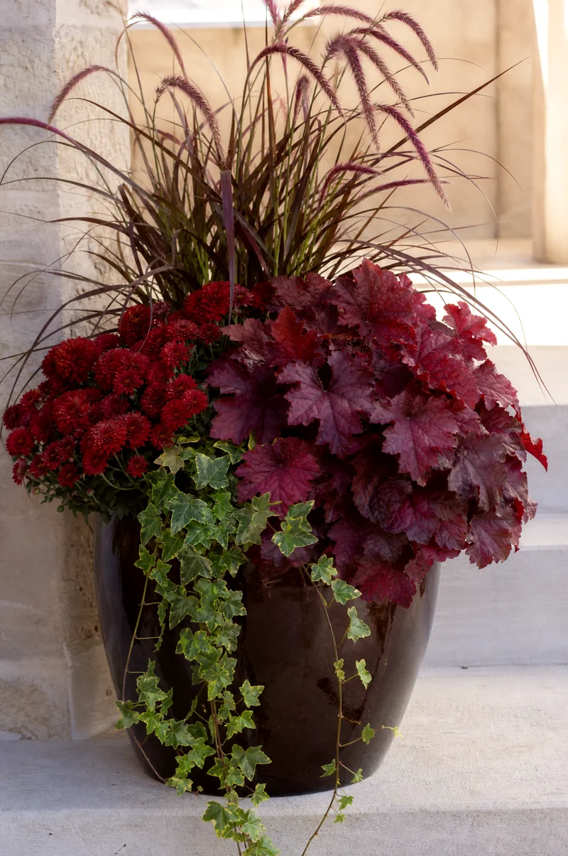 Burgundy Foliage Fall Container Burgundy heuchera, deep red mums, purple fountain grass, and ivy in a dark pot