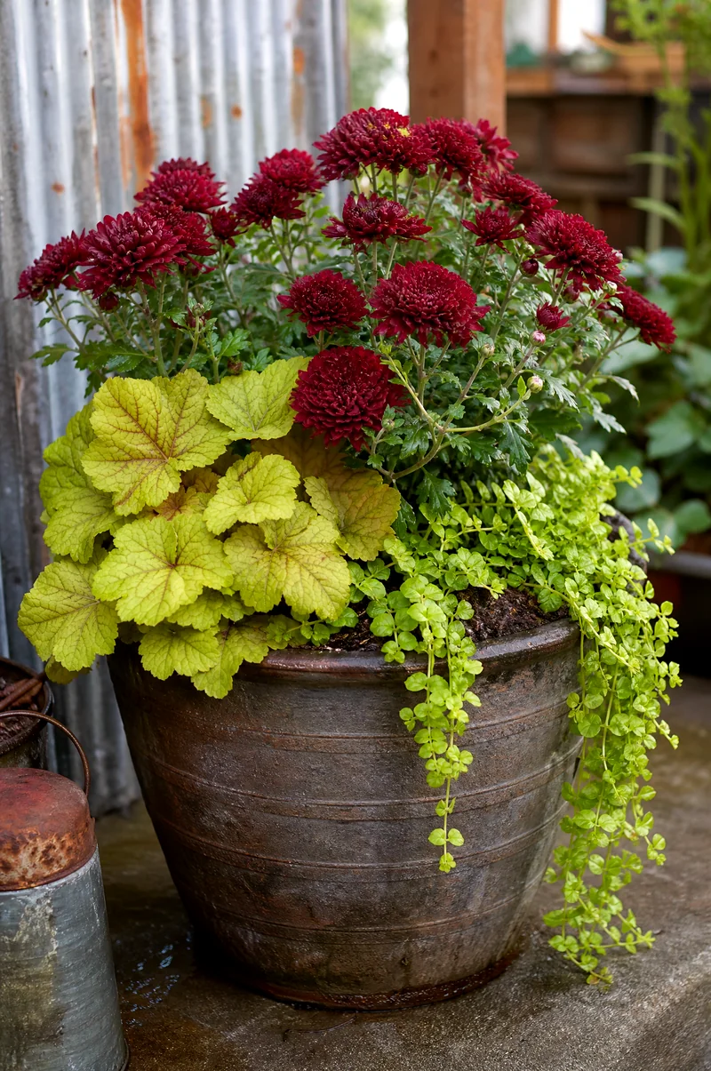 Burgundy and Lime Mum Planter Burgundy mums contrasted with chartreuse heuchera and trailing creeping Jenny