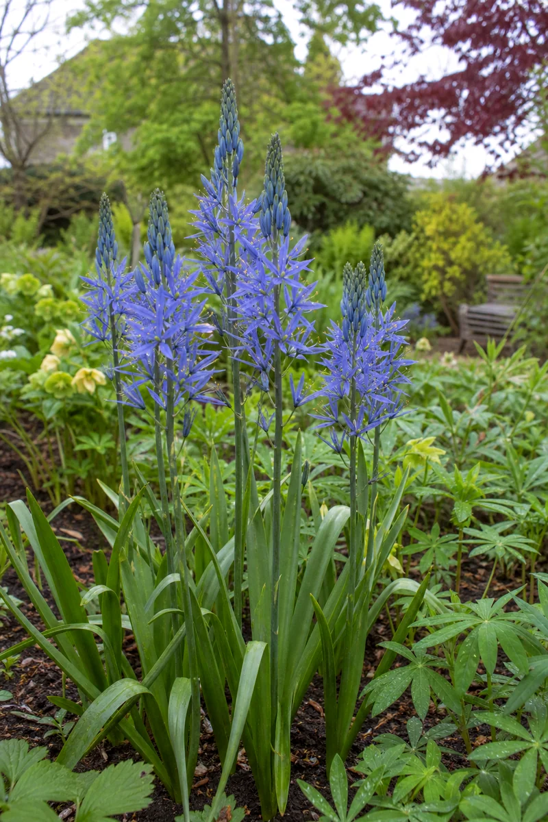 Tall blue camassia flower spires growing among spring perennials