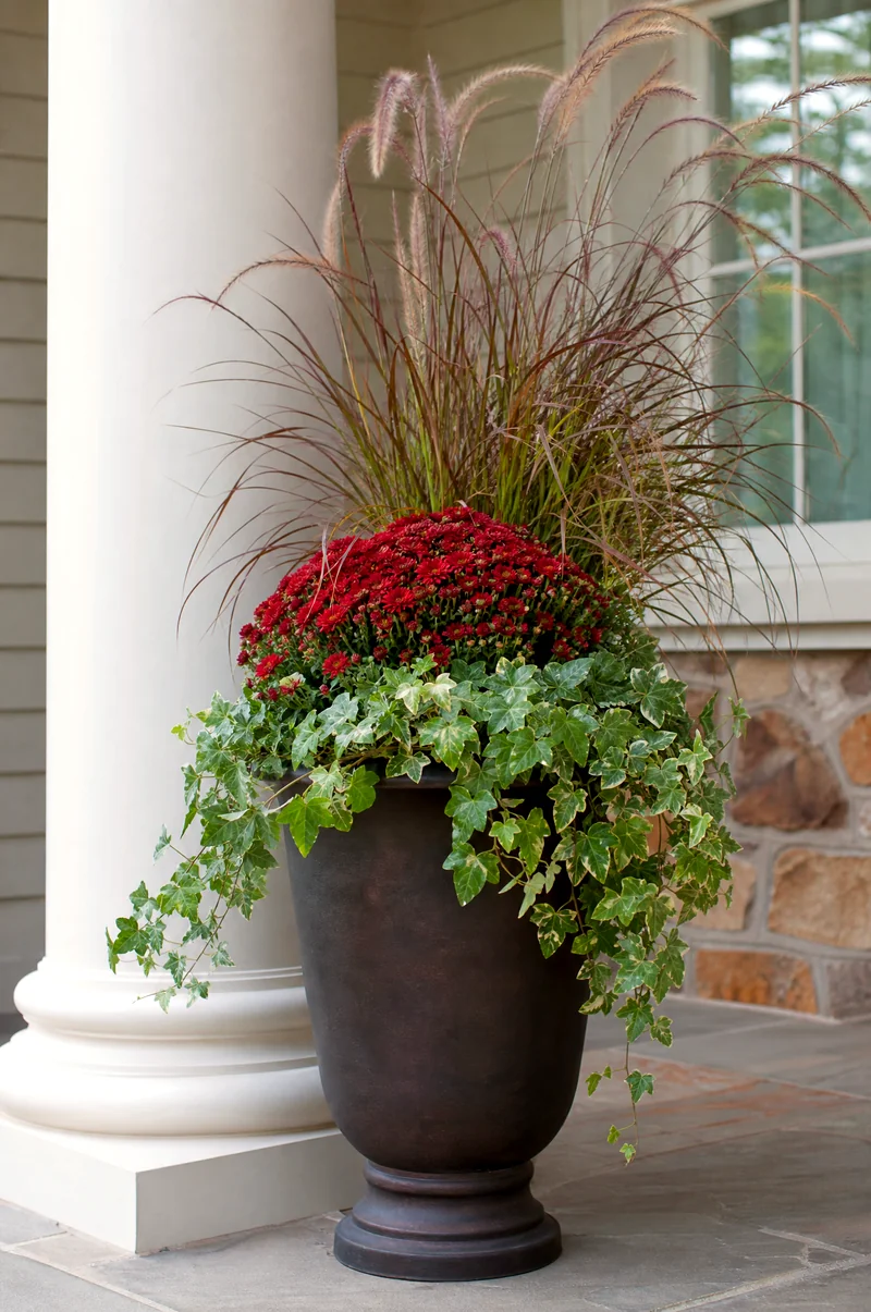 Cascading Ivy Fall Container Tall urn with grasses, compact mums, and ivy spilling over the rim