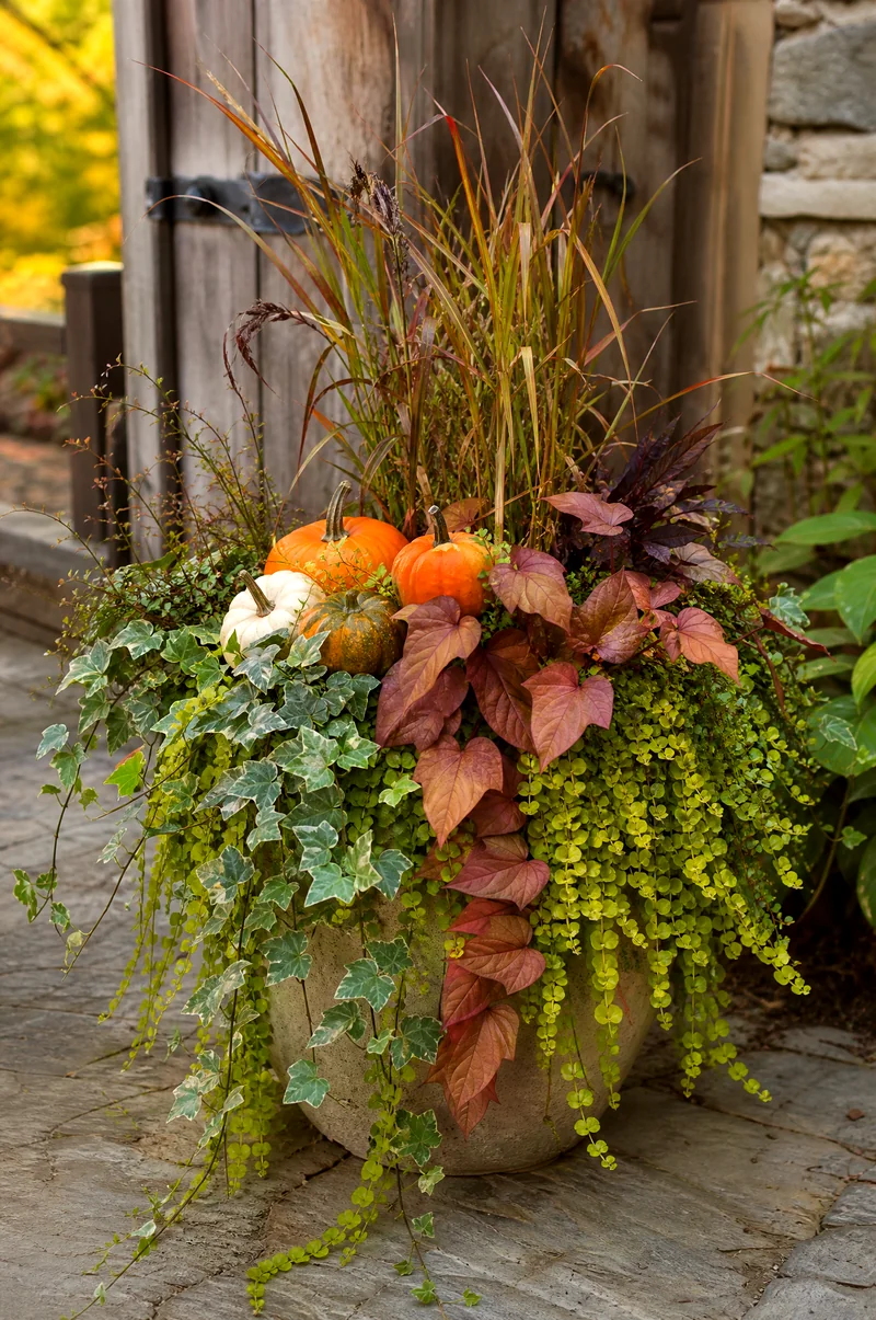 Cascading Pumpkin Planter Small pumpkins among grasses with sweet potato vine, ivy, and creeping Jenny cascading from a planter