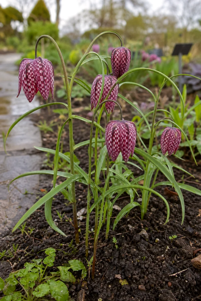 Purple and white checkered fritillary bells blooming near a garden path