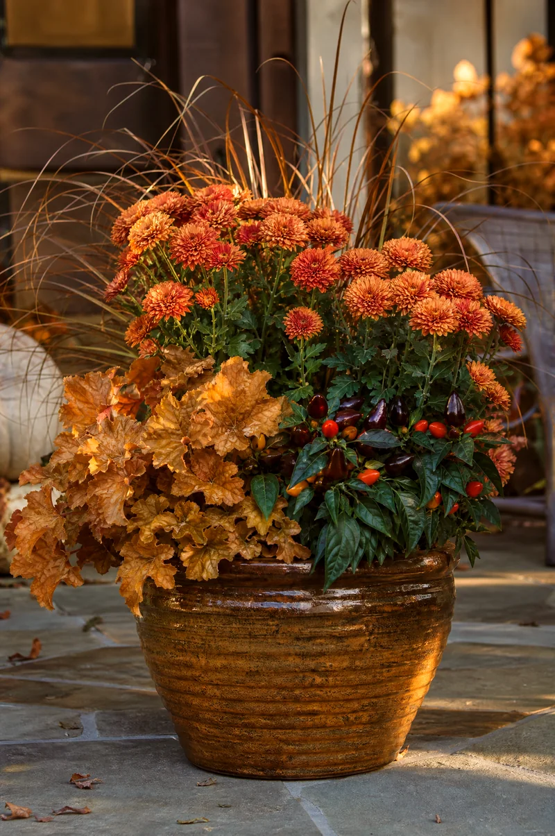 Copper-Toned Mum Planter With Ornamental Peppers Copper mums with bronze carex, caramel heuchera, and ornamental peppers
