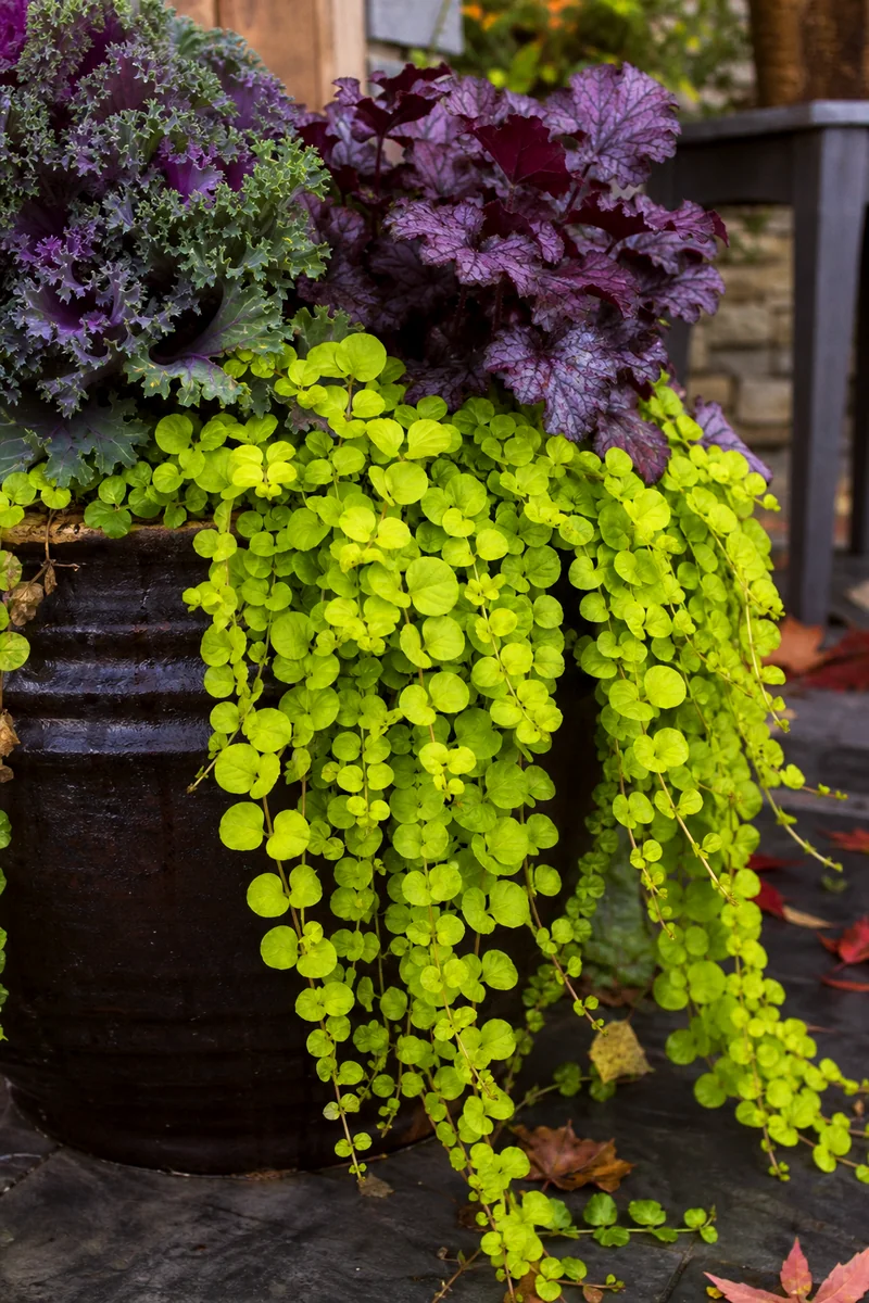 Creeping Jenny Trailing From a Fall Planter Chartreuse Creeping Jenny trailing over a dark pot with purple foliage behind it