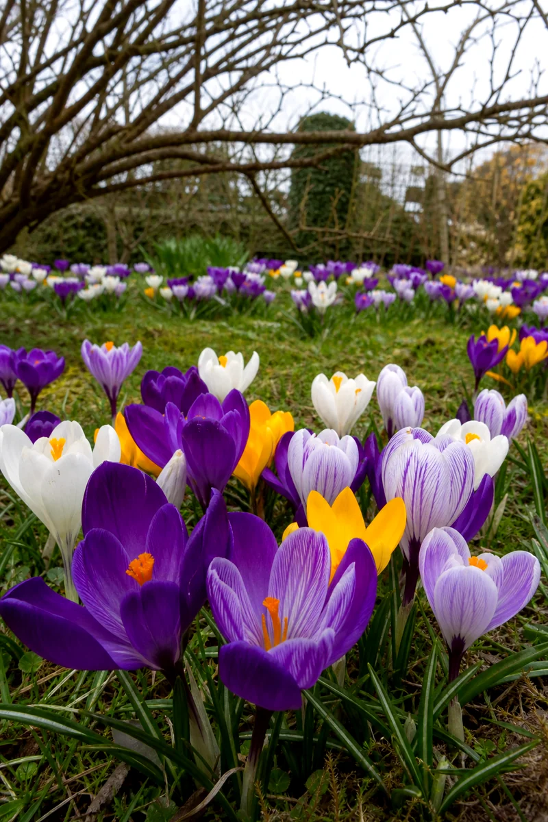 Large purple, yellow, and white crocuses blooming in a patch of grass