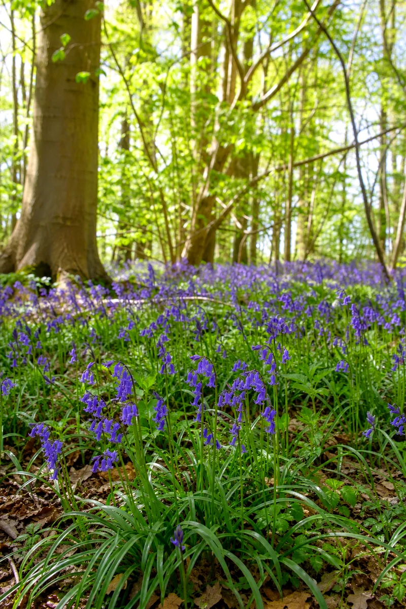Blue-violet English bluebells nodding beneath deciduous trees