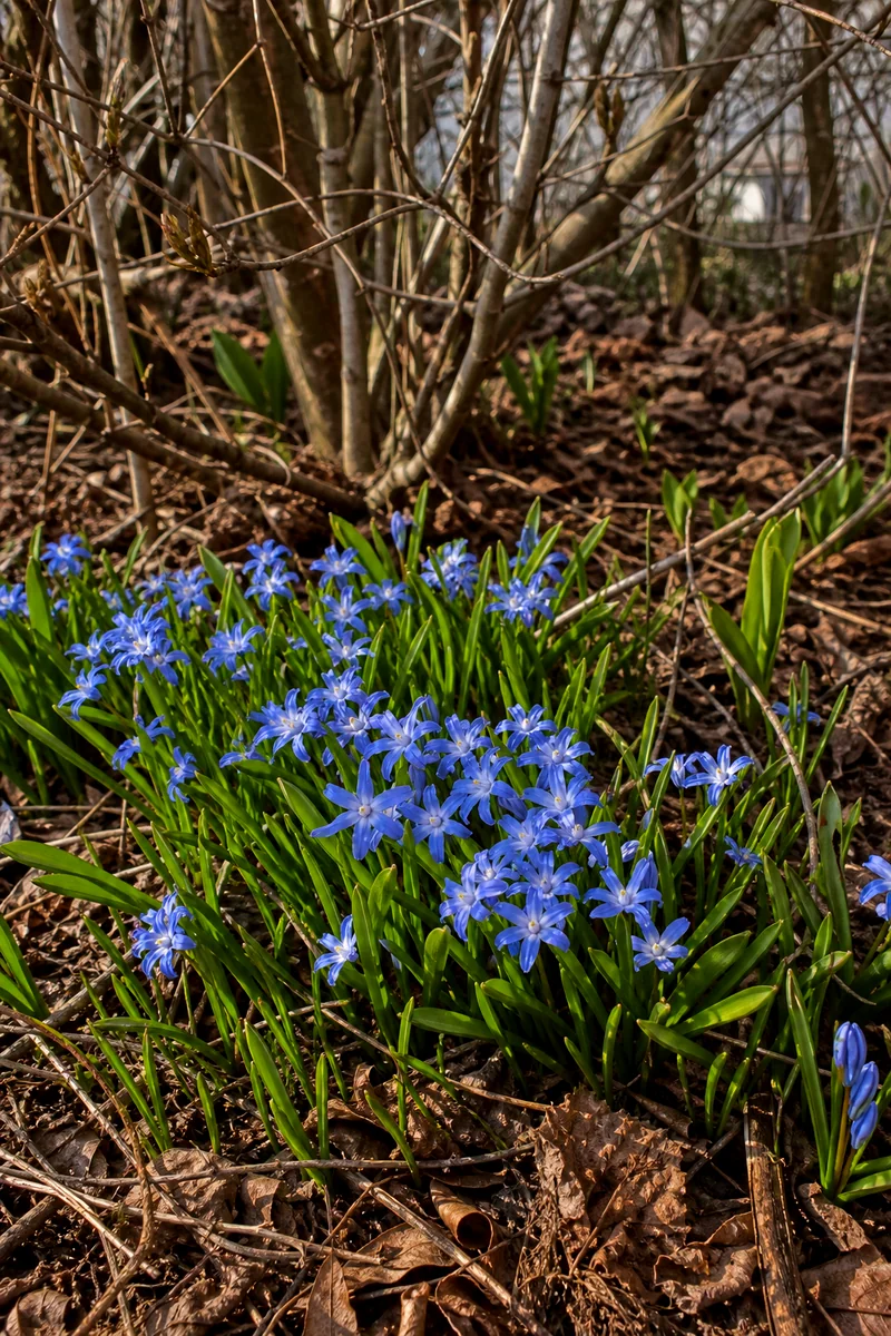 Blue glory of the snow flowers blooming under bare shrubs