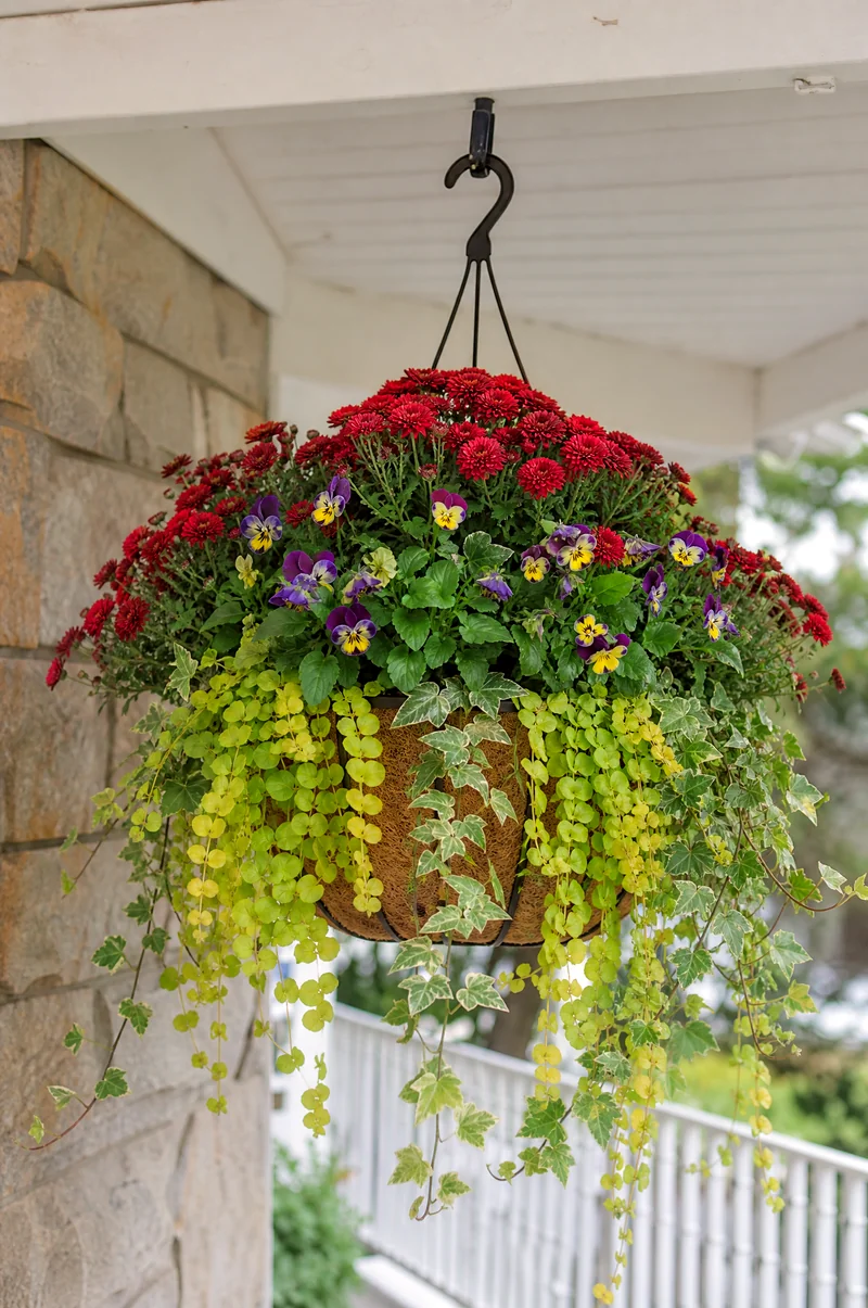Hanging Mum Planter Hanging basket with trailing mums, ivy, creeping Jenny, and compact violas