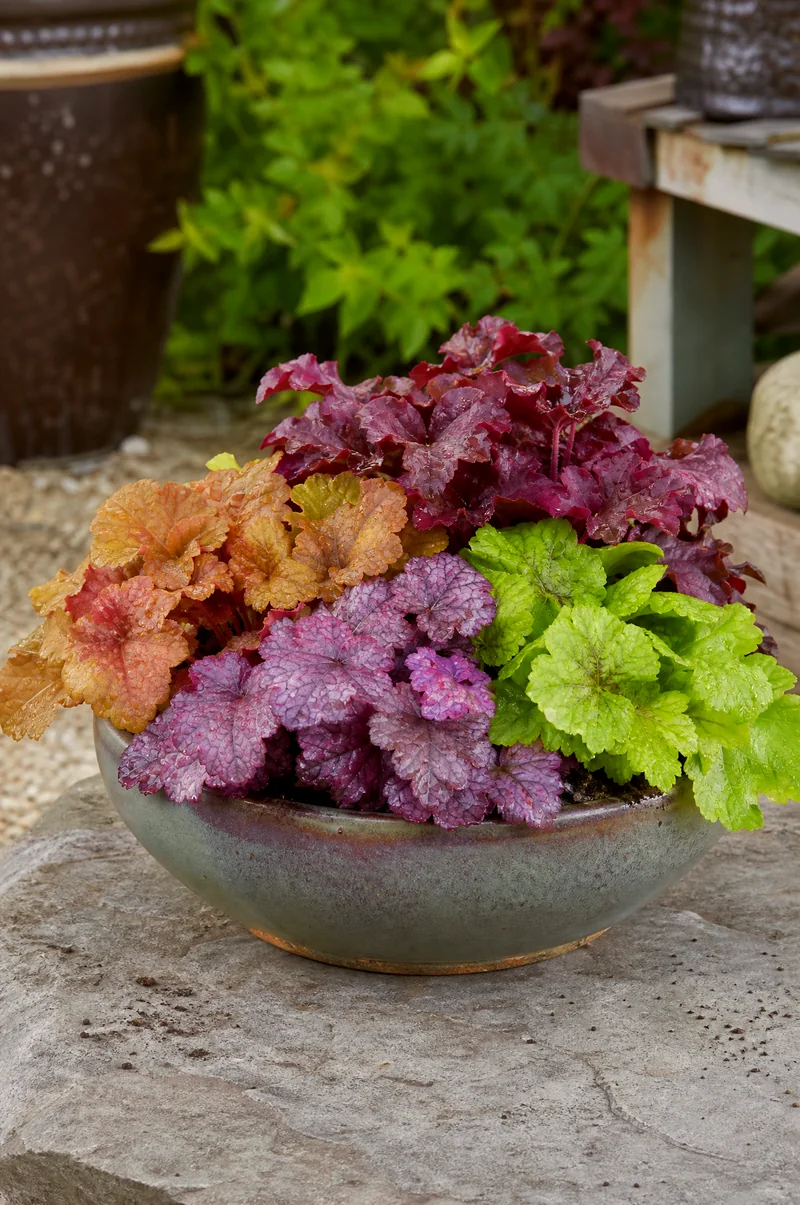 Heuchera Collection Container Caramel, lime, purple, and burgundy heuchera varieties planted together in a low container