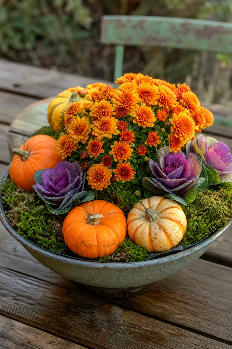 Mini Mum Tabletop Planter Mini mums with tiny pumpkins, moss, and small ornamental cabbages in a shallow bowl