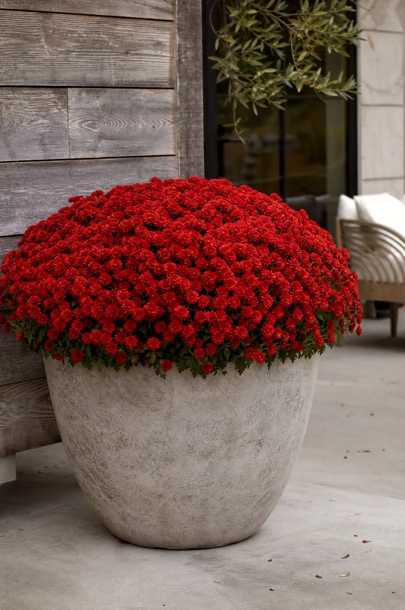 Minimalist Single-Color Mum Planter Oversized concrete pot filled with a single color of mums