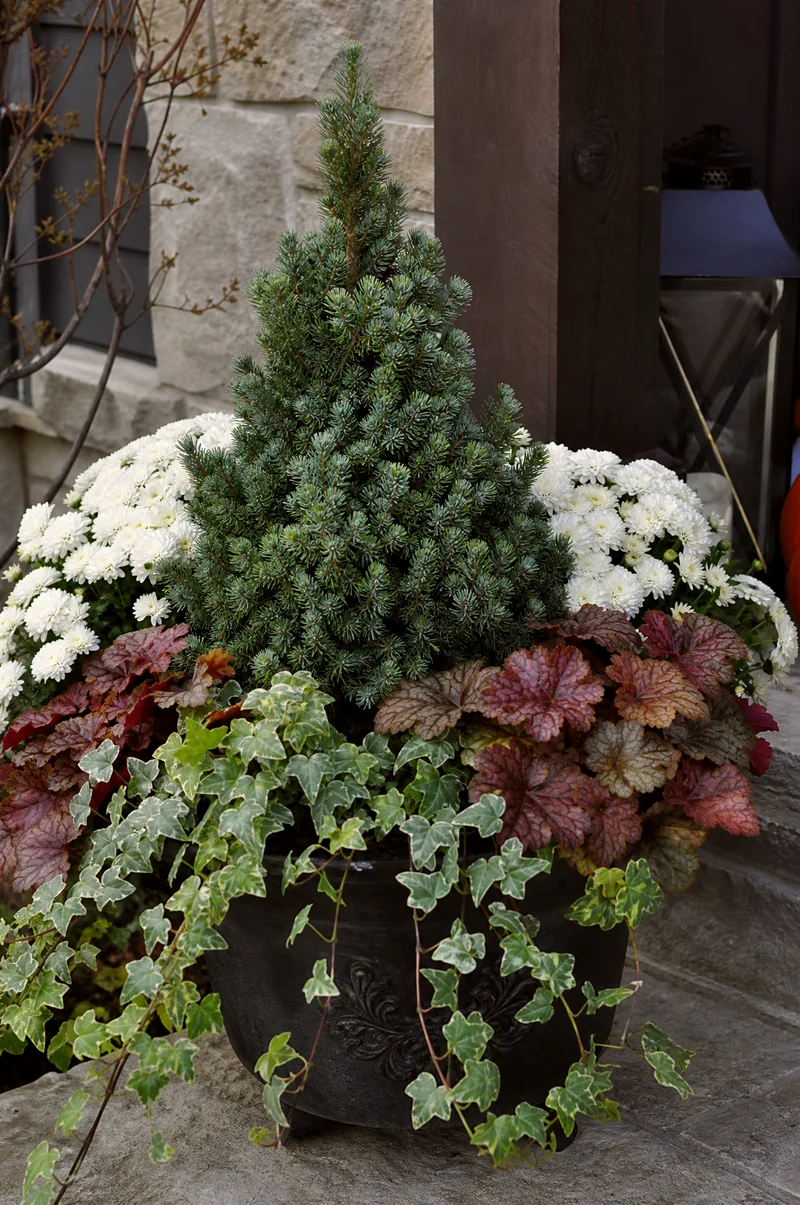 Mum and Evergreen Planter Dwarf conifer surrounded by white mums, heuchera, and ivy in a container