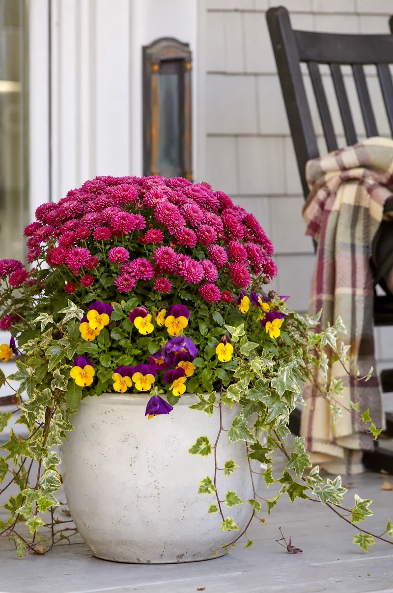 Mum and Pansy Cool-Weather Planter Plum mums with yellow and purple pansies and trailing ivy