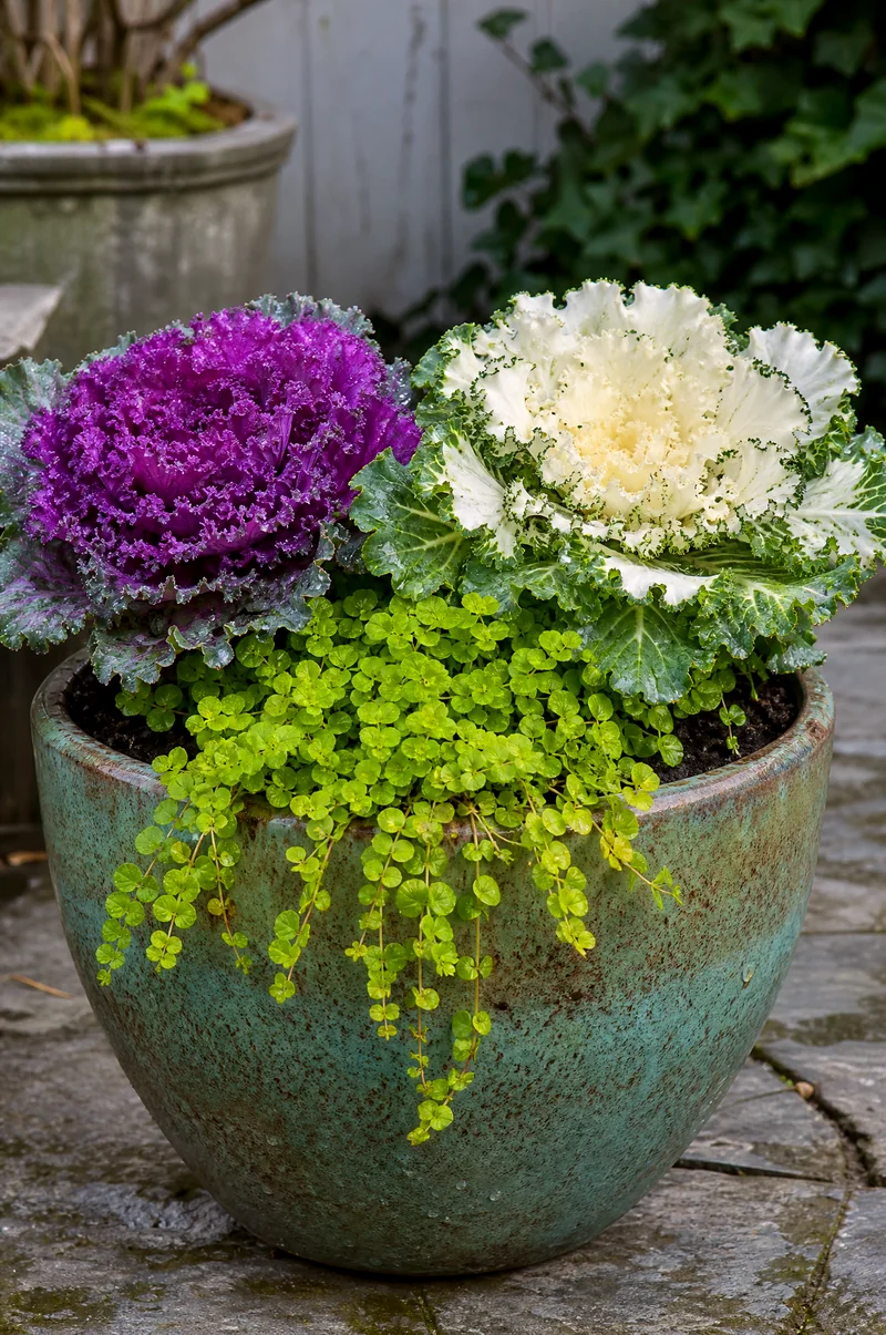 Ornamental Kale and Cabbage Container Purple ornamental kale, white cabbage, and creeping Jenny in a cool-weather container