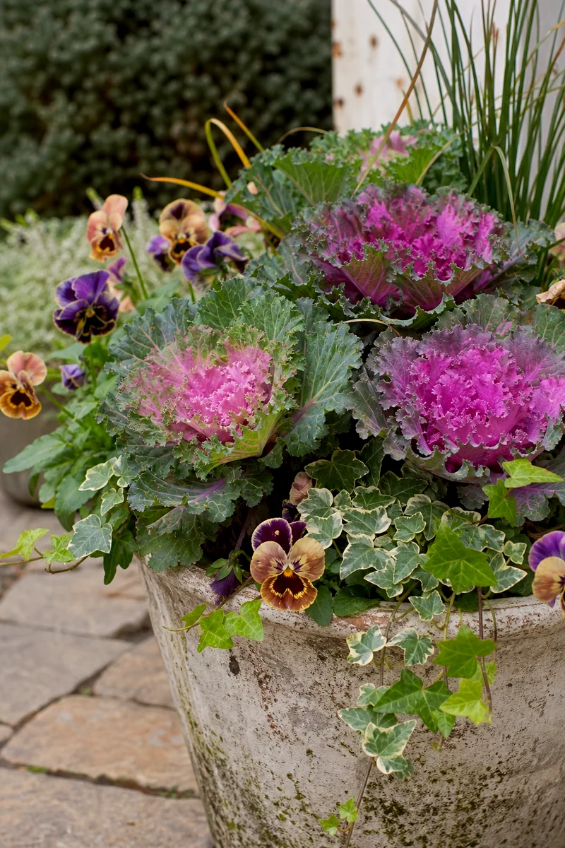 Ornamental Kale in a Fall Container Ruffled ornamental kale with green leaves and purple-pink centers in a patio planter