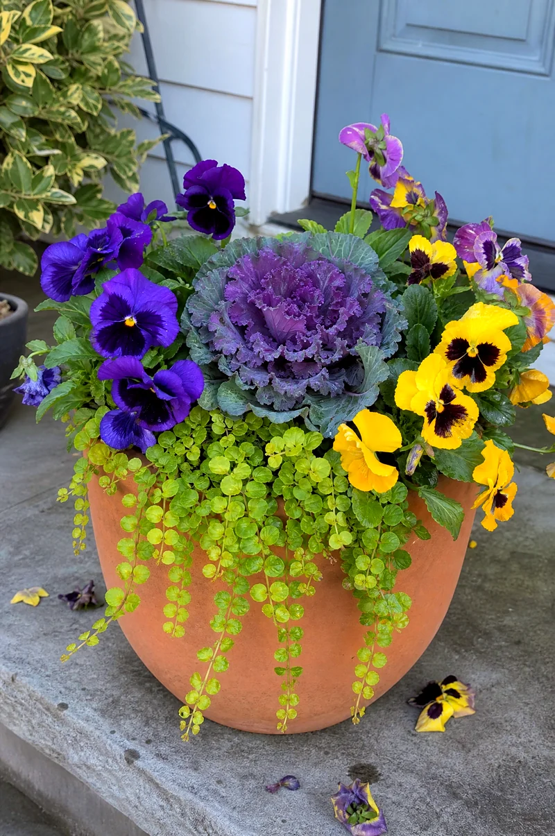 Pansy and Kale Cool-Season Container Purple and yellow pansies with ornamental kale and creeping Jenny in a terracotta pot