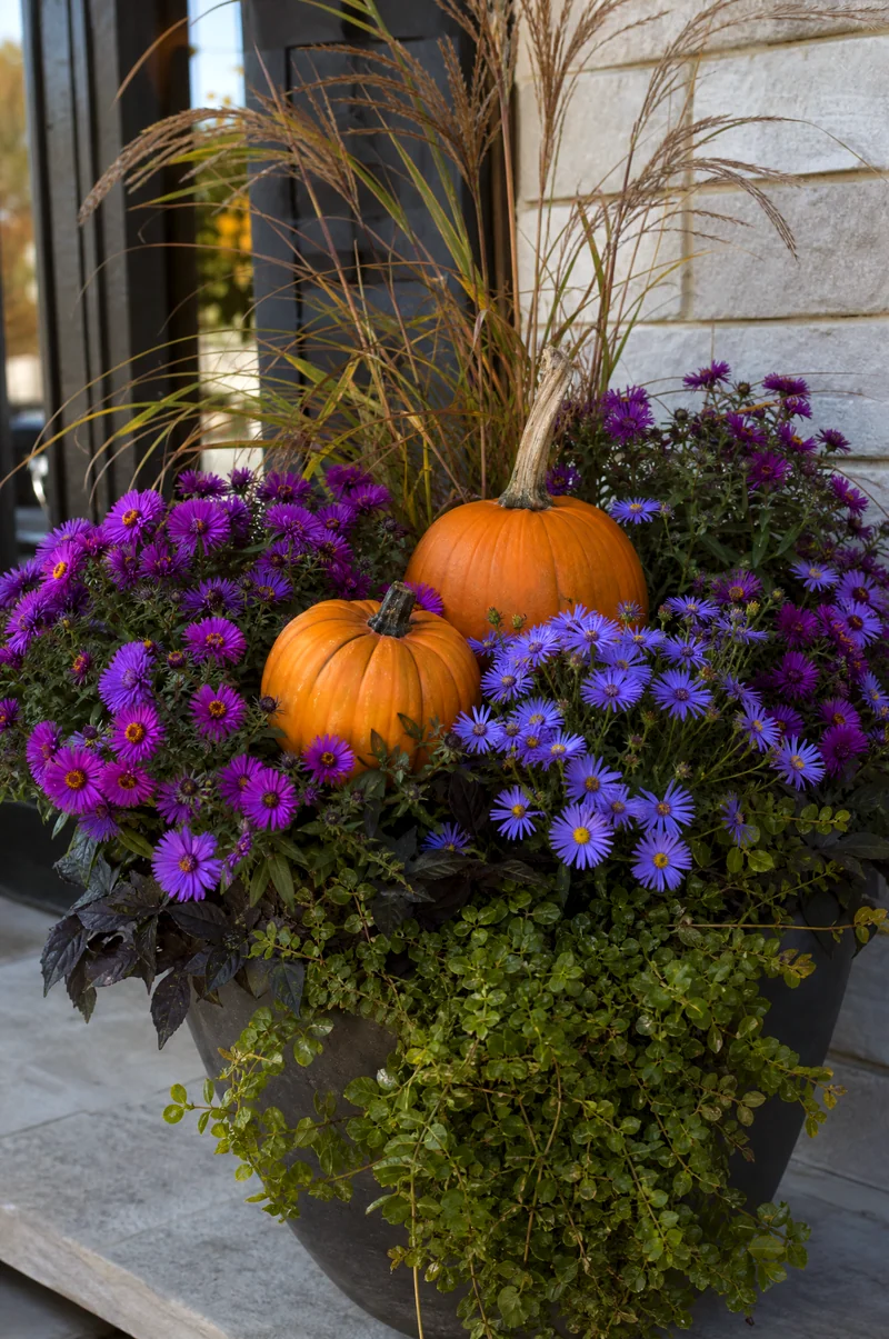 Pumpkin and Aster Planter Small pumpkins with purple asters, ornamental grasses, and trailing greenery in a fall planter