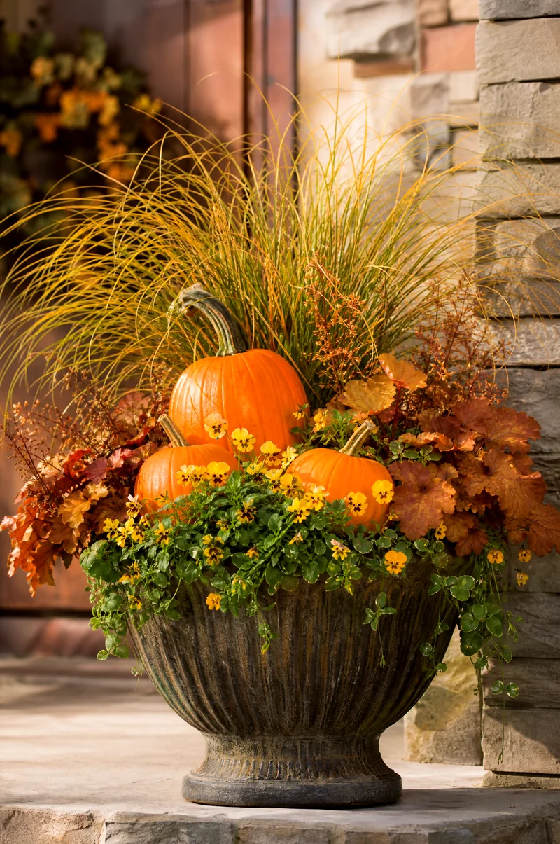 Pumpkin and Golden Grass Planter Orange pumpkins with golden carex, yellow violas, and bronze foliage in a fall planter