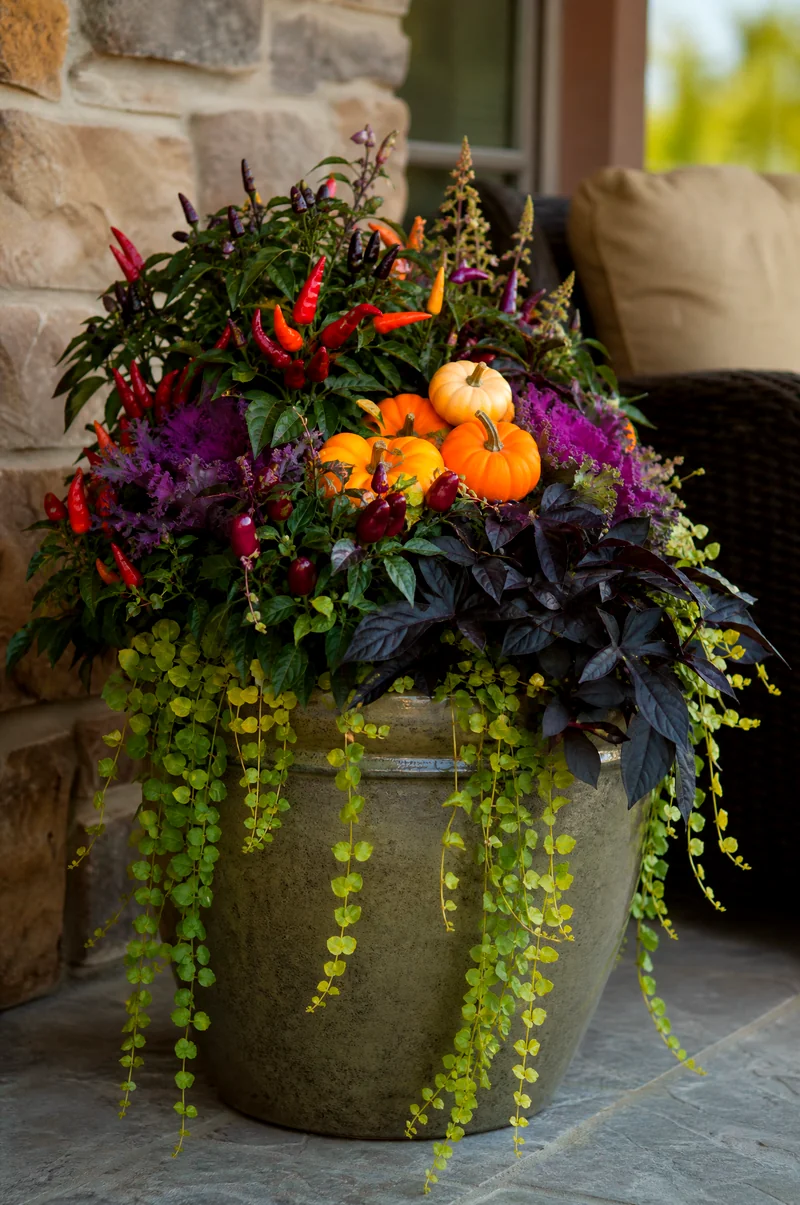 Pumpkin and Ornamental Pepper Planter Mini pumpkins with colorful ornamental peppers, dark foliage, and creeping Jenny in a porch planter