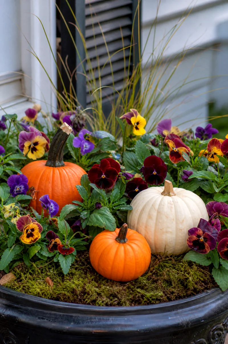 Pumpkin and Pansy Planter Orange and white pumpkins raised above soil among purple, yellow, and burgundy pansies