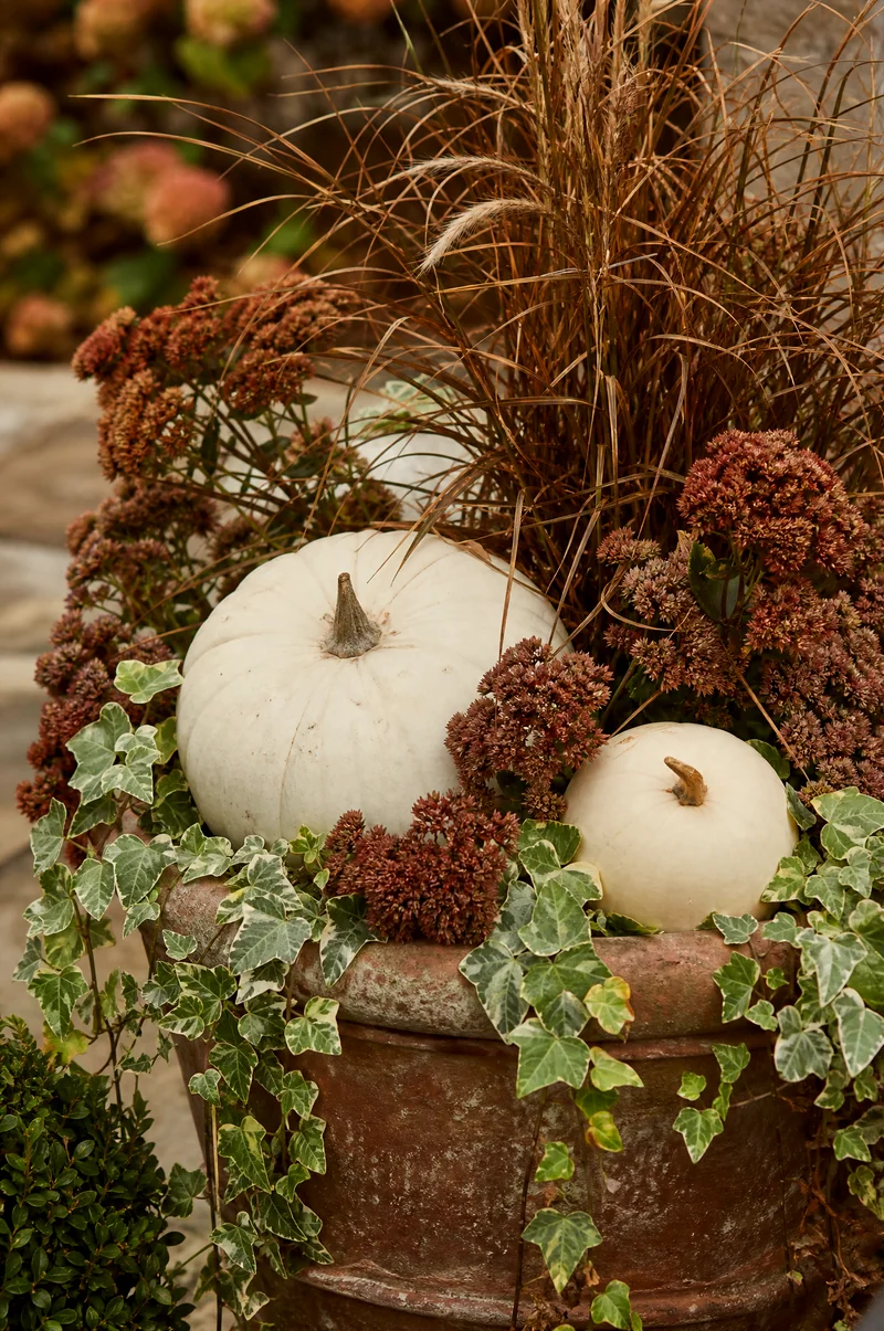 Pumpkin and Sedum Planter Cream pumpkins with rust sedum blooms, bronze grasses, and trailing ivy in a muted planter