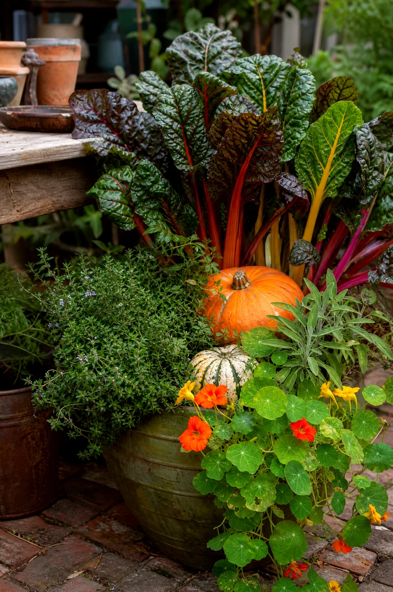 Pumpkin and Swiss Chard Planter Colorful Swiss chard with pumpkins, herbs, and trailing nasturtium in an edible fall container