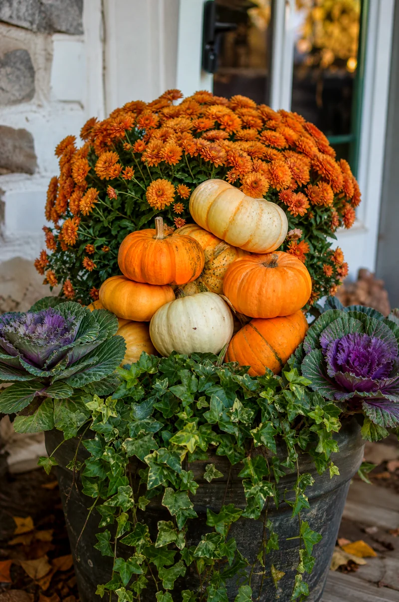 Pumpkin Tower Mum Planter Mini pumpkins stacked in front of mums with ivy and ornamental cabbage at the base