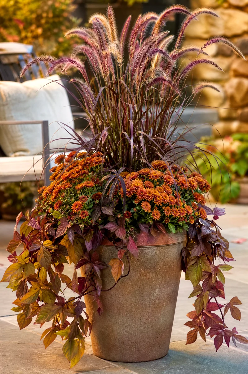 Purple Fountain Grass Fall Container Purple fountain grass with bronze mums and trailing sweet potato vine in a patio container
