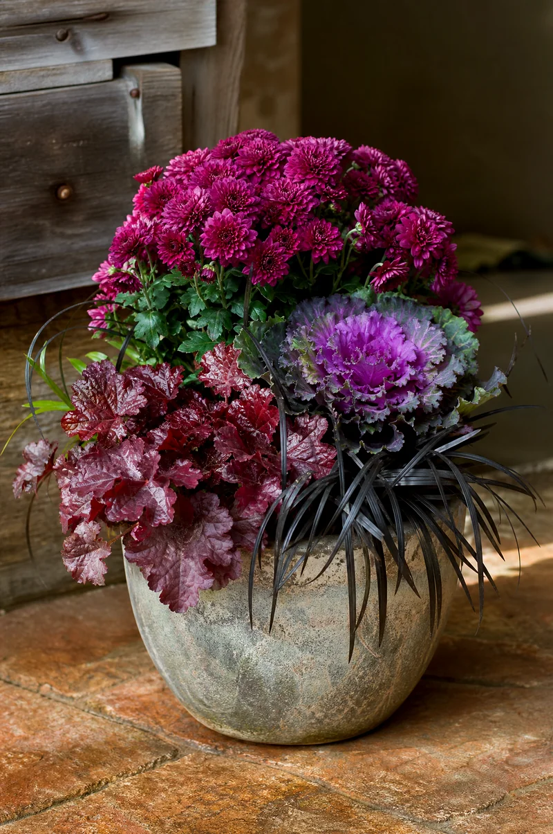 Purple Jewel-Tone Mum Planter Deep purple mums with ornamental cabbage, black mondo grass, and burgundy heuchera