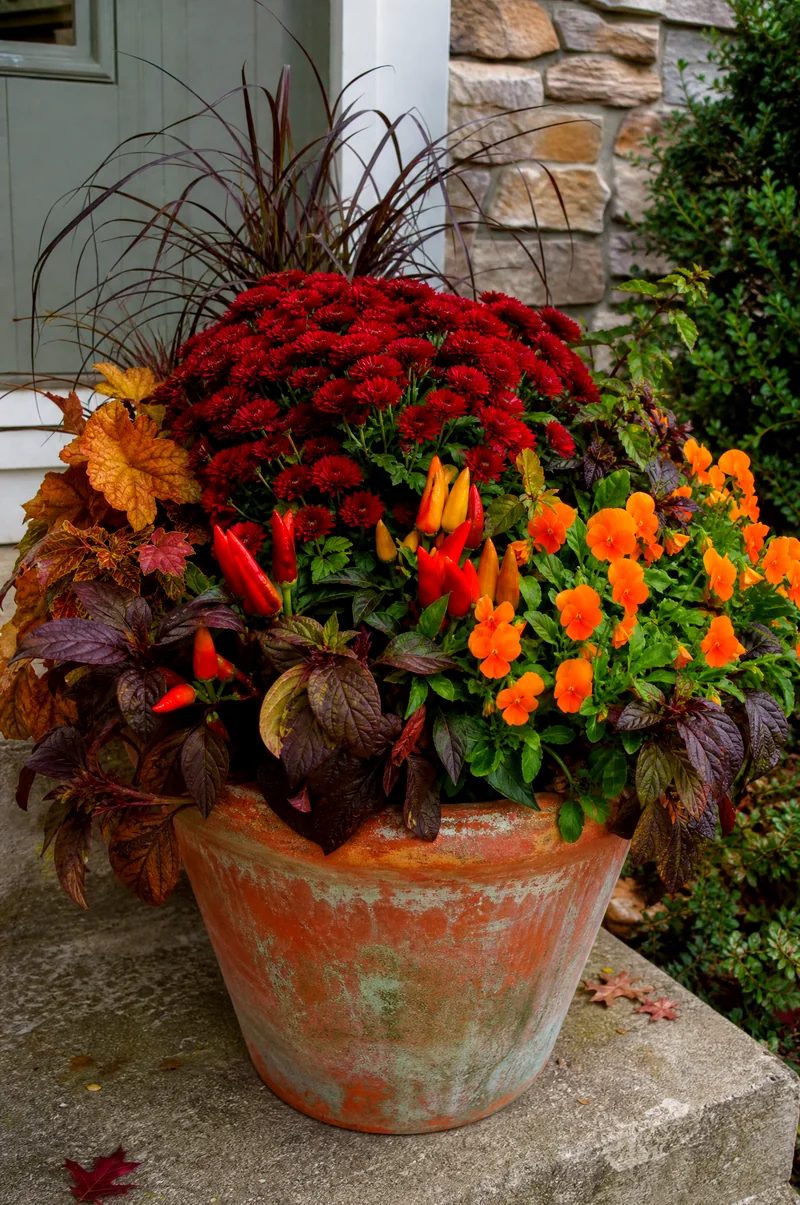 Red and Orange Fall Container Garden Red chrysanthemums, orange pansies, ornamental peppers, and bronze foliage in a fall planter