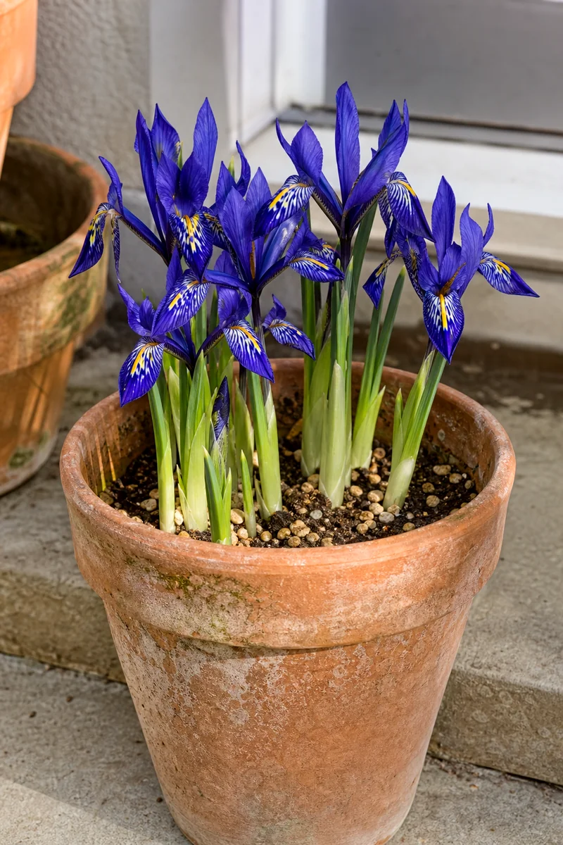 Blue reticulated iris flowers blooming in a small terracotta pot