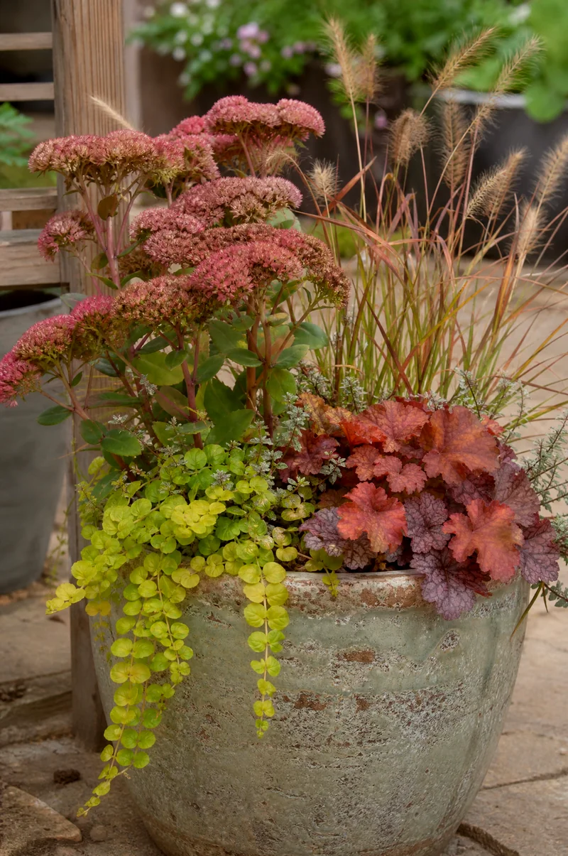 Sedum and Grass Fall Container Autumn sedum, ornamental grasses, heuchera, and creeping Jenny in a textured fall planter