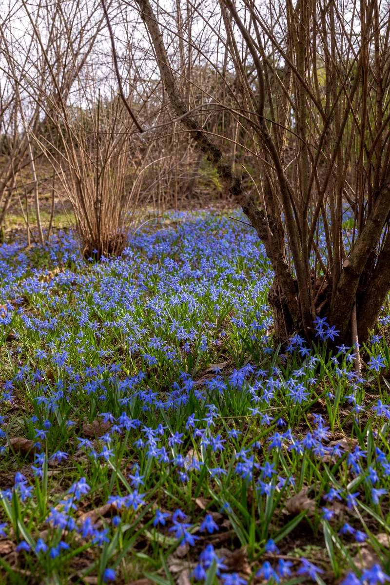 Blue Siberian squill flowers spreading beneath shrubs in early spring