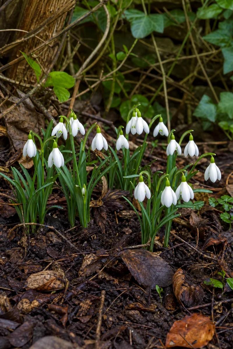 White snowdrops blooming through leaf litter in a shady border