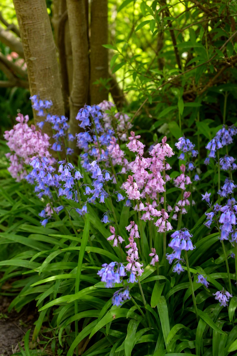 Blue and pink Spanish bluebells blooming at a woodland edge