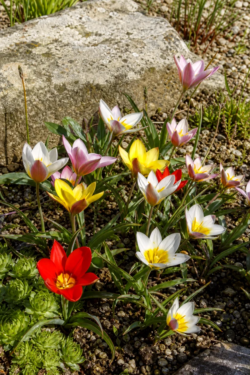 Small species tulips blooming in a sunny gravel garden