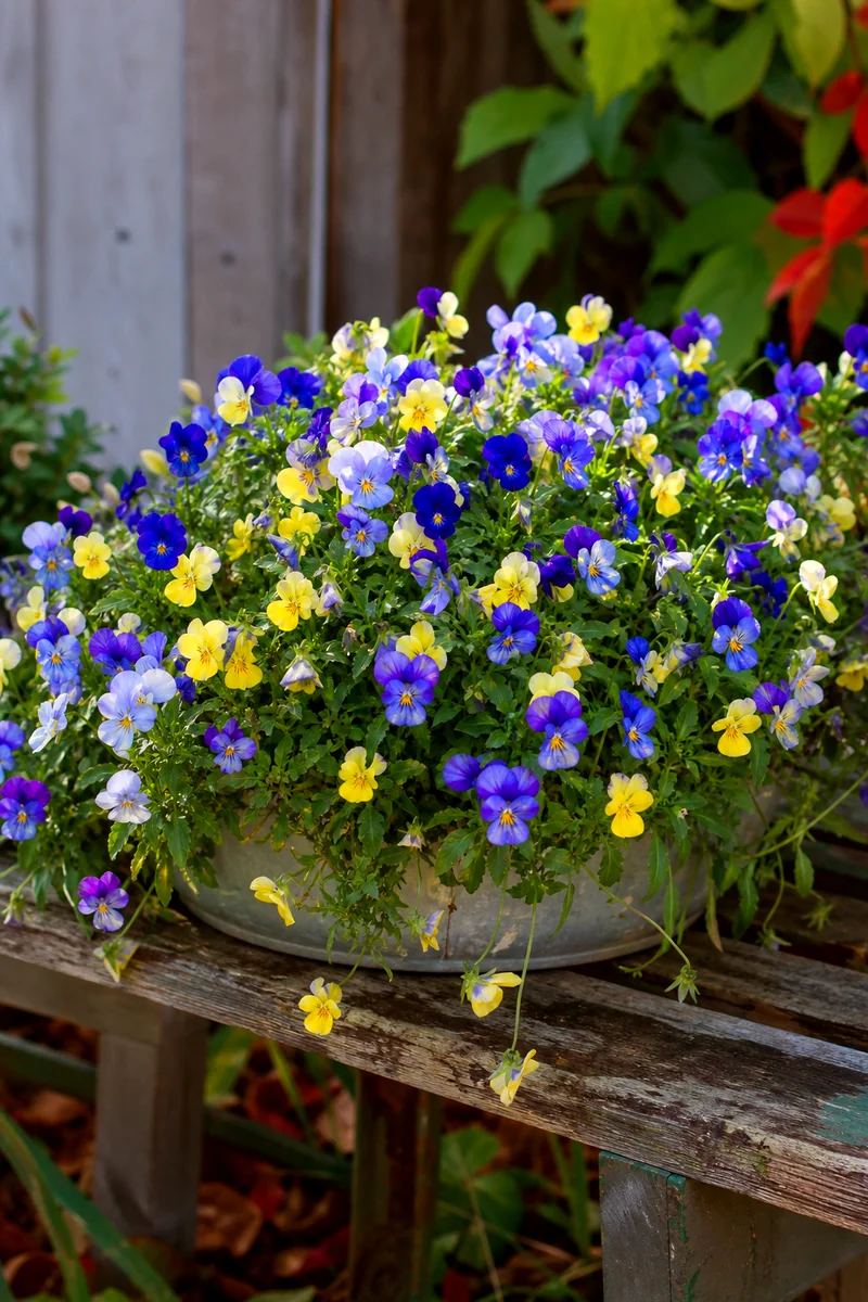 Violas Spilling Over a Fall Planter Edge Small blue and yellow violas trailing over the edge of a low fall planter