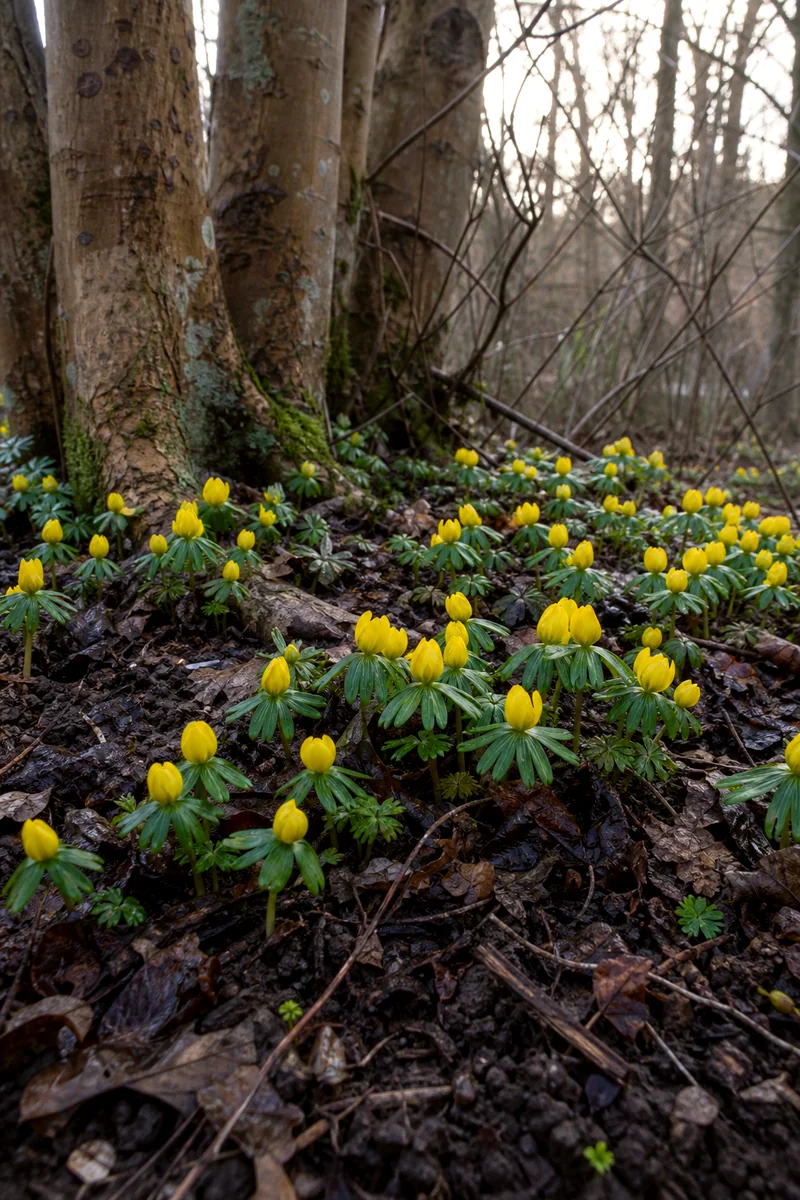Small yellow winter aconite flowers blooming beneath deciduous trees