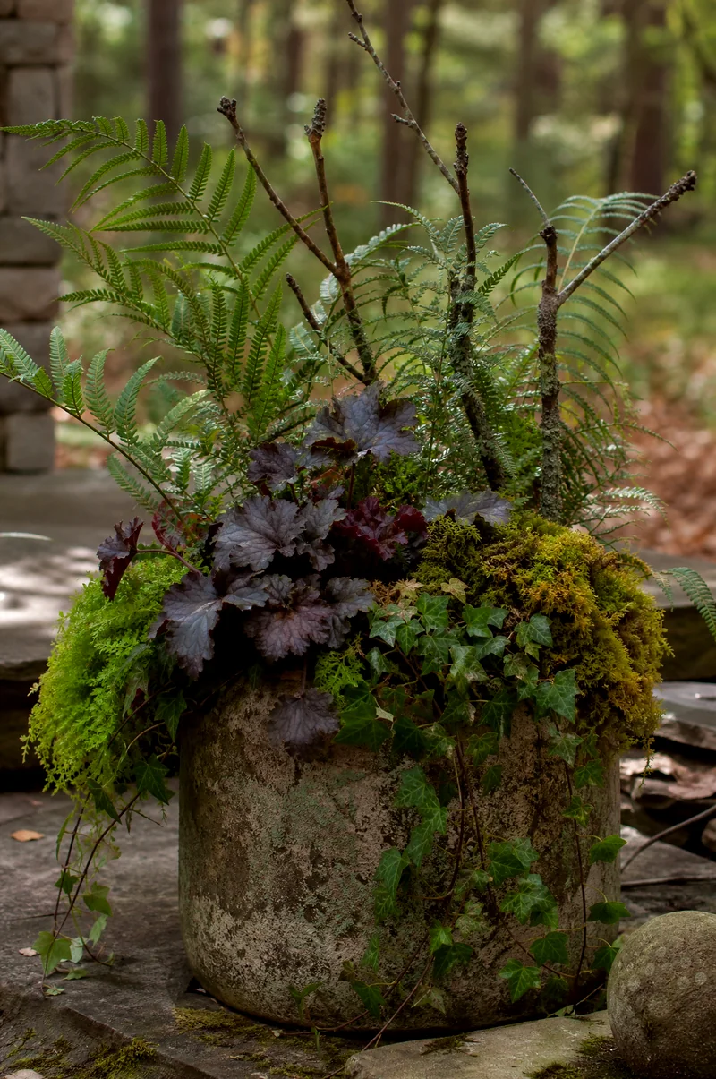 Woodland Fall Container Ferns, heuchera, moss, ivy, and small branches in a woodland-style fall planter